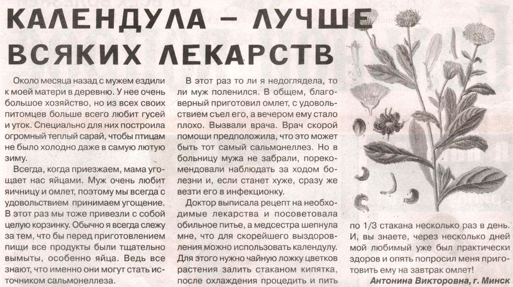 Календула цветы 100 гр. в Санкт-Петербурге